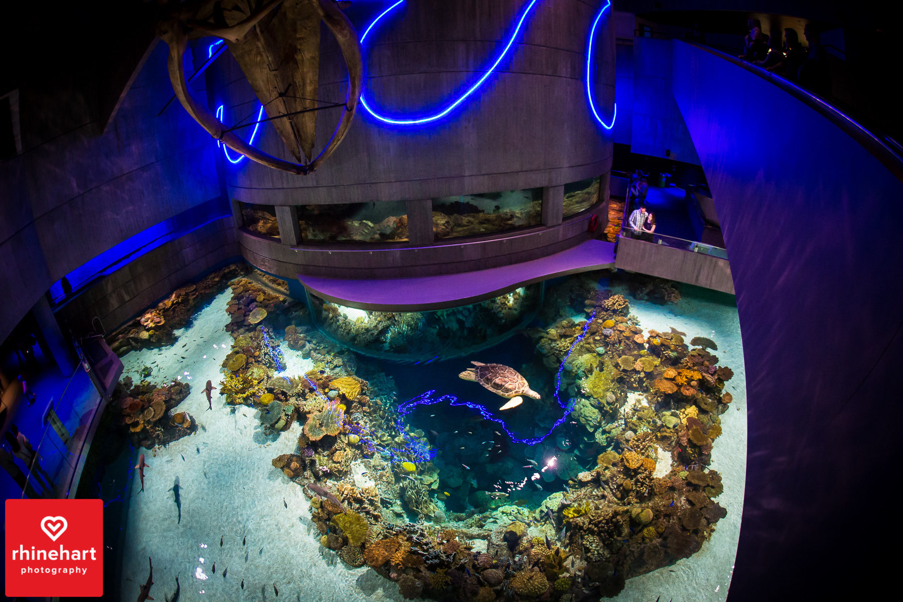 baltimore-aquarium-engagement-photography-107