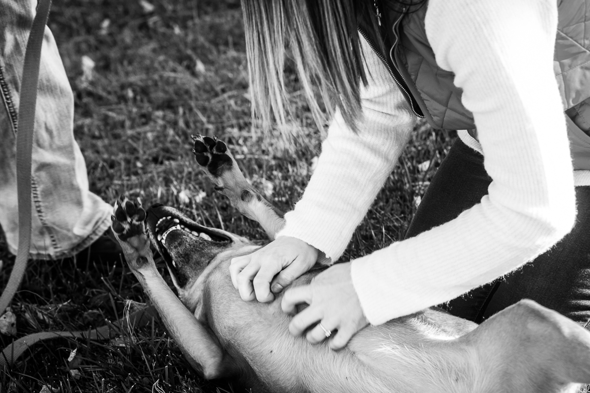 black and white dog belly rubs during a engagement session in pennsylvania