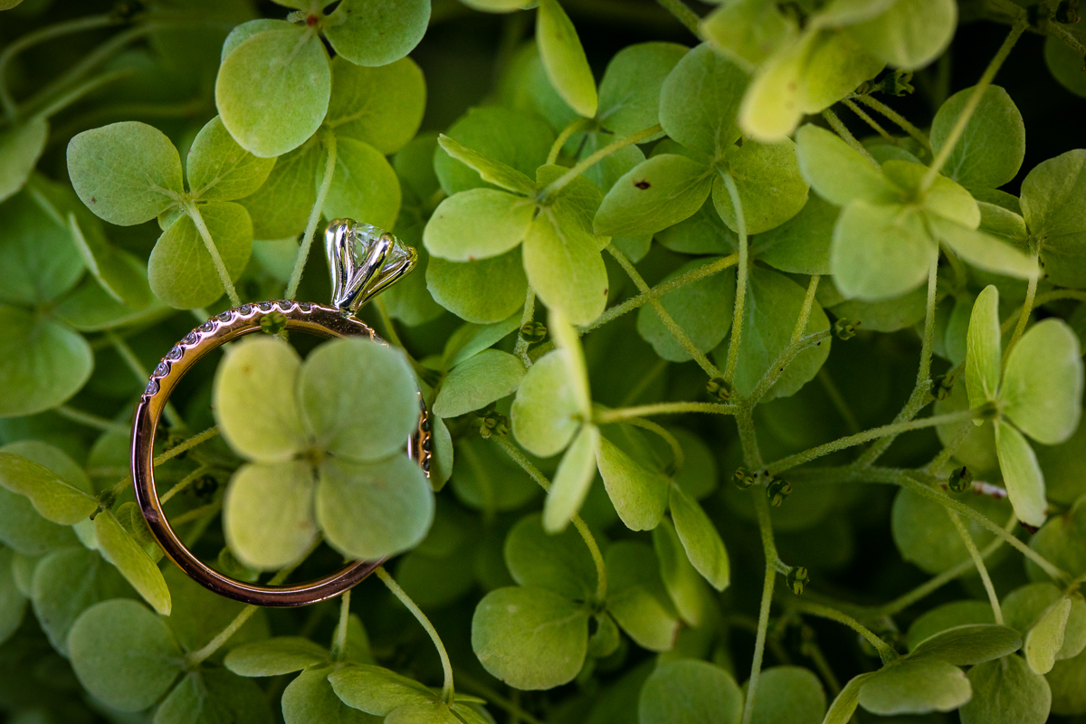 central pa engagement photographer award winning artistic unique round diamond ring in bed of four leaf clovers