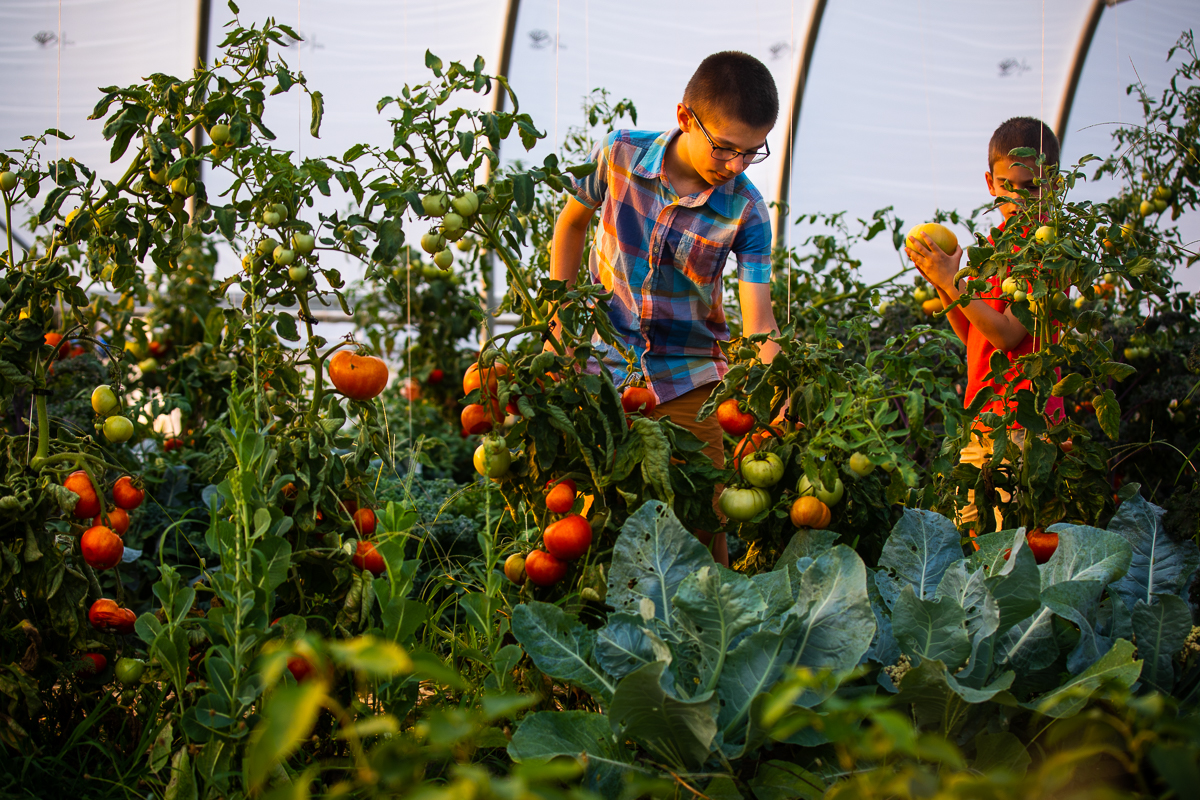farm lifestyle photographer two boys walking in greenhouse picking tomatoes off vines