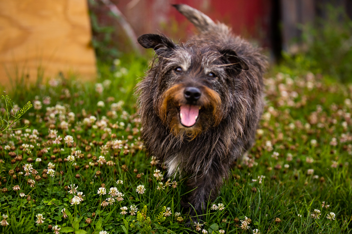 dog running through grass at kings gap farm lifestyle portrait photographer 