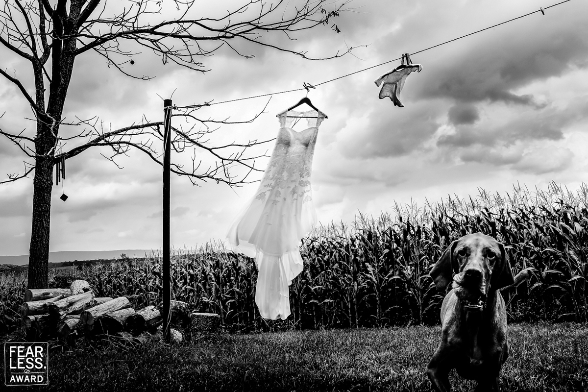 Black and white image of a wedding dress blowing in the wind on an outdoor laundry line with a dog running towards the camera for this Fearless Award winning image