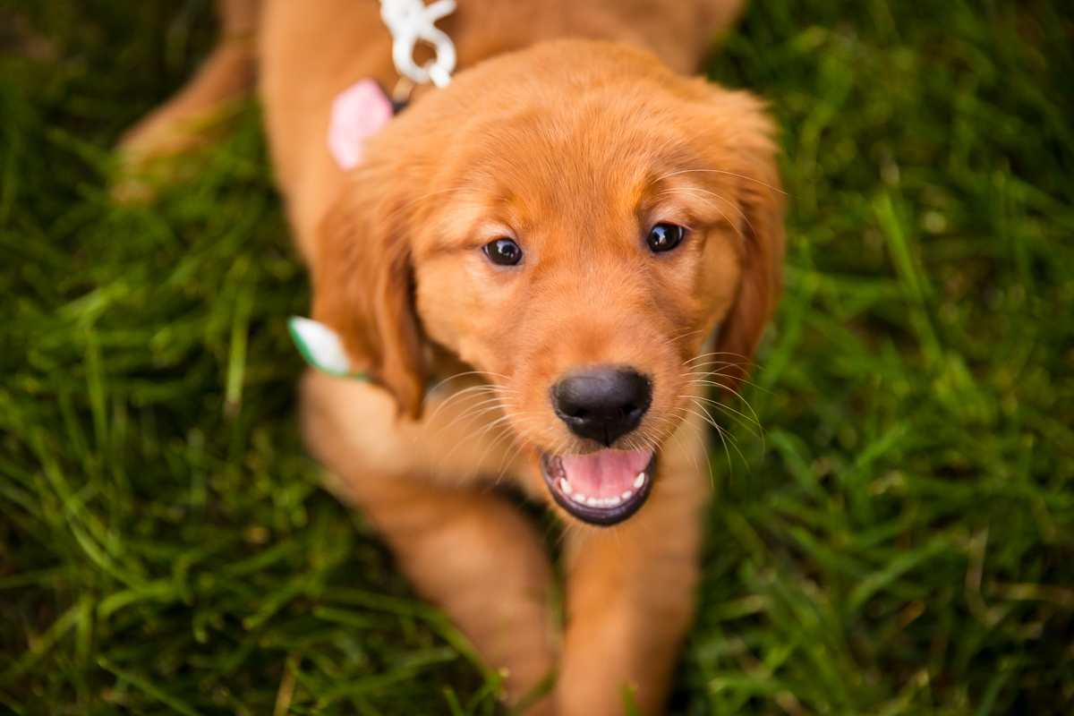 puppy looking at camera with mouth open laying in the grass