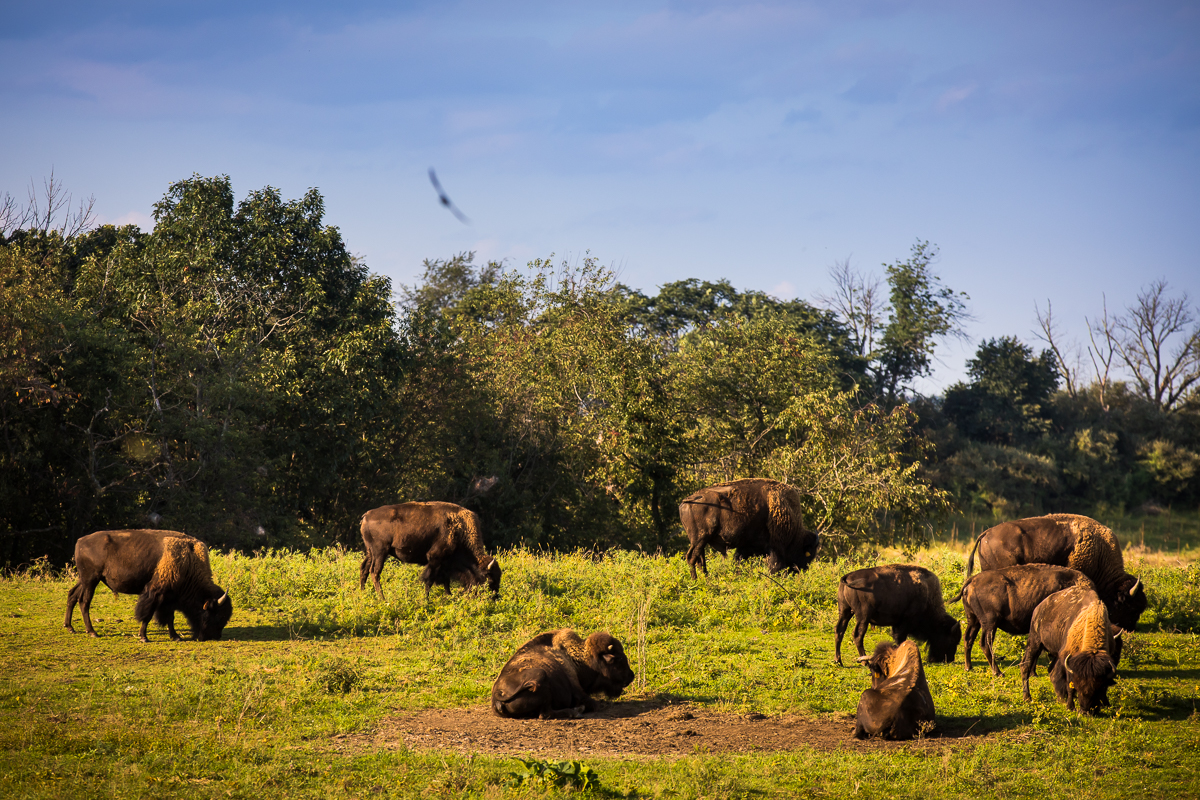 buffalo grazing in grass at trexler nature preserve outdoors