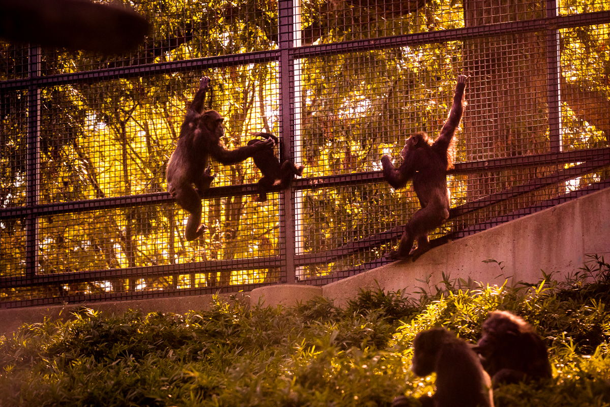chimpanzee exhibit maryland zoo