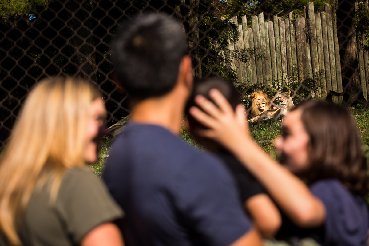 family vacation photographer Baltimore md family looking at lion exhibit together