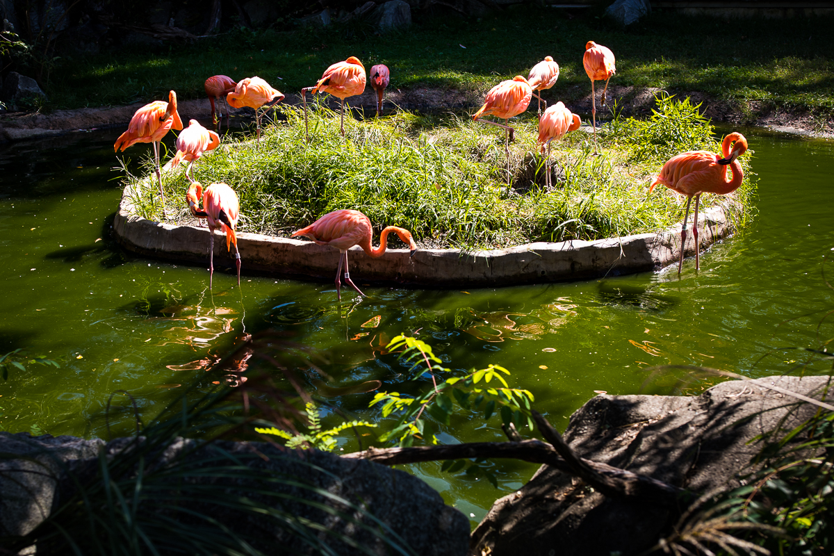 flock of pink flamingos walking in water and standing in grass at Baltimore zoo exhibit 