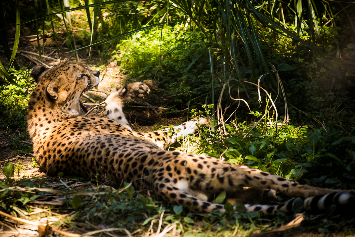 cheetah yawning at zoo