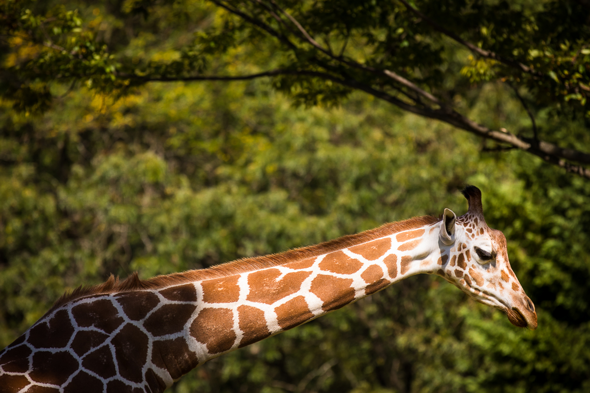 giraffe at maryland zoo 