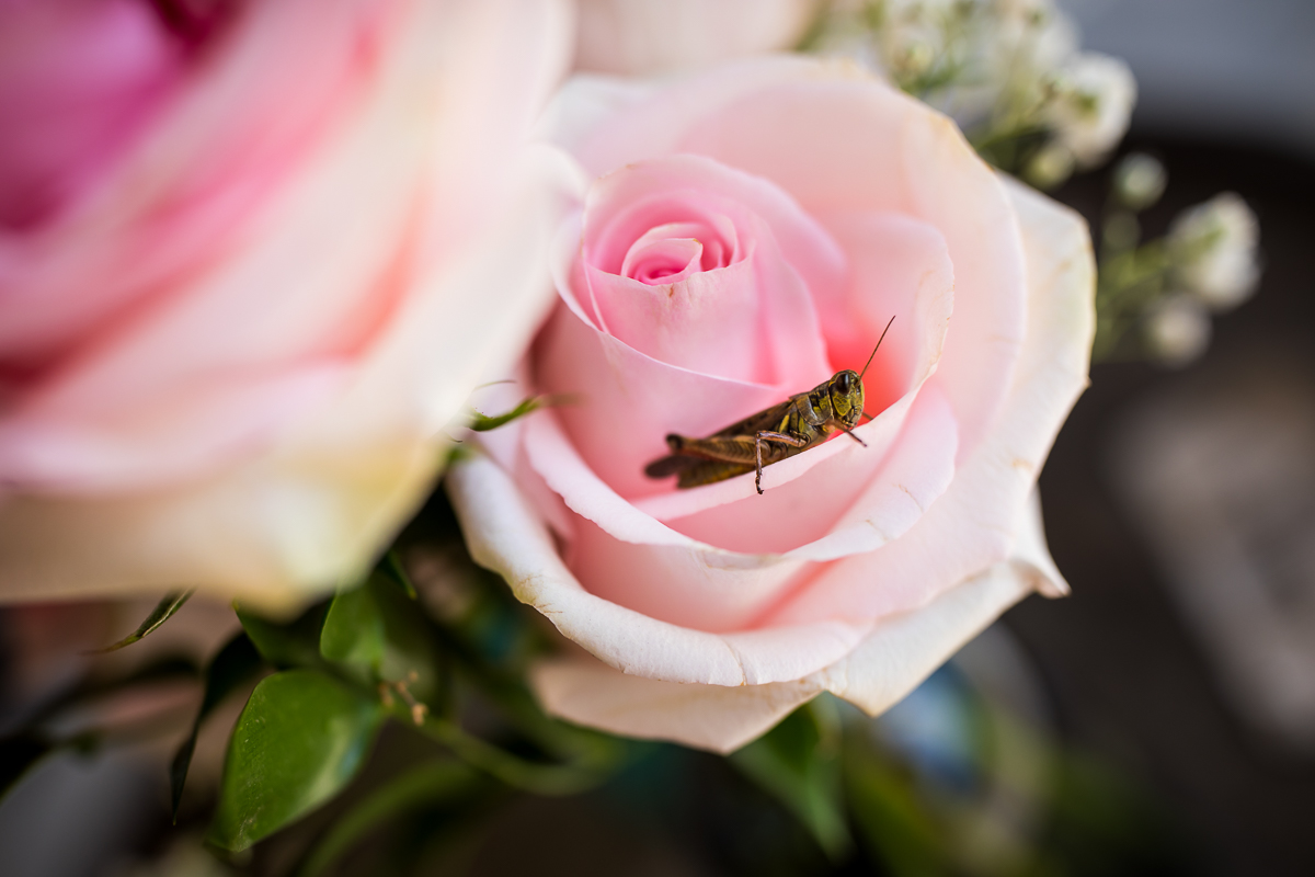 grasshopper on rose of bridesmaid bouquet