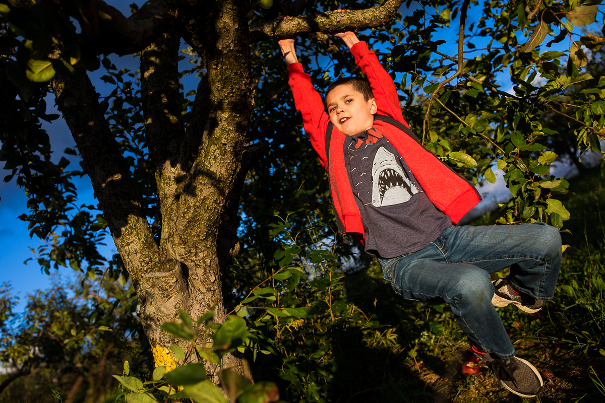 boy swinging from limb of apple tree in orchard authentic candid family lifestyle photographer