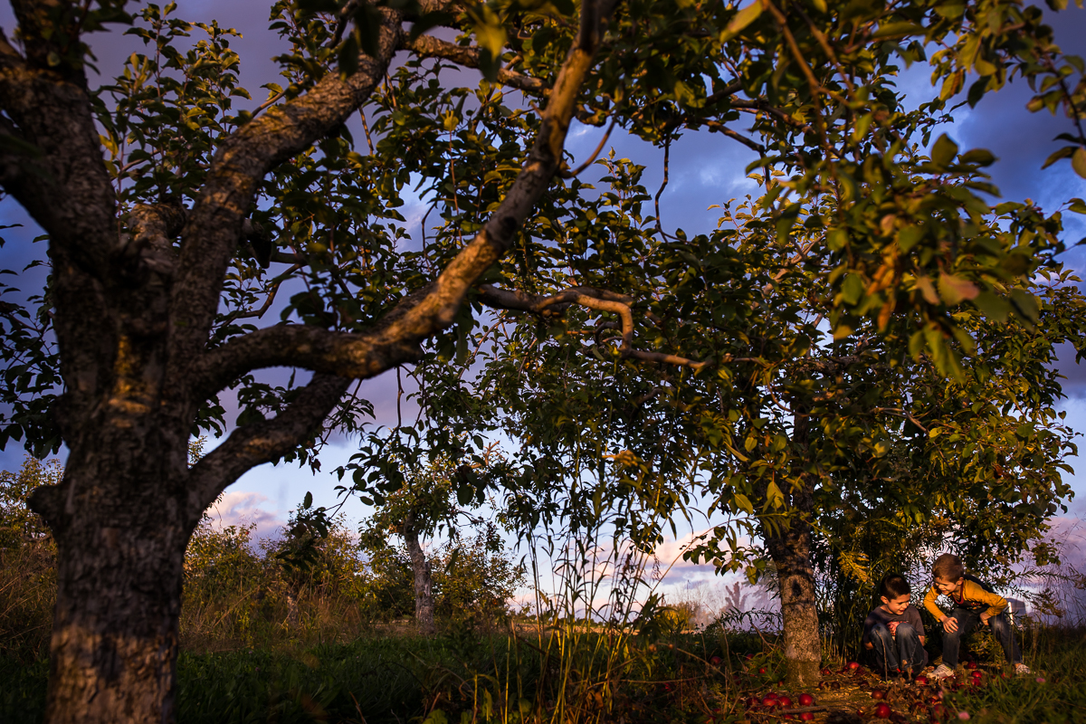 two boys sitting at base of apple tree in orchard surrounded by apples family lifestyle session