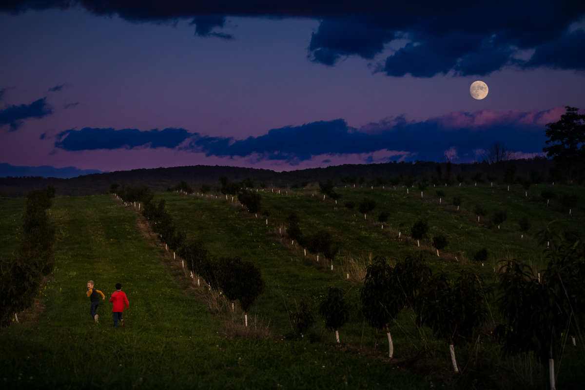 two boys running through field of apple orchard with moon rise during sunset best central pa family lifestyle photographer 