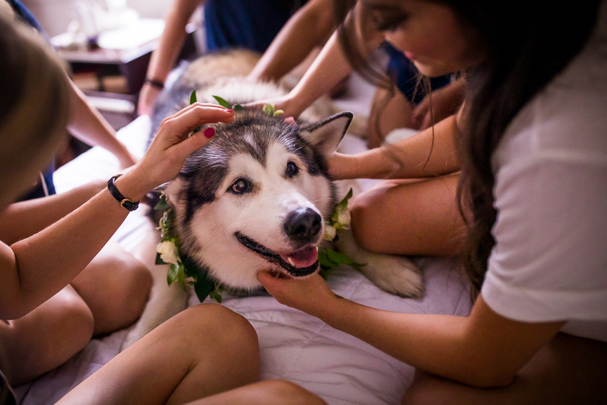 bride and bridesmaids petting husky dog with flower collar while getting ready