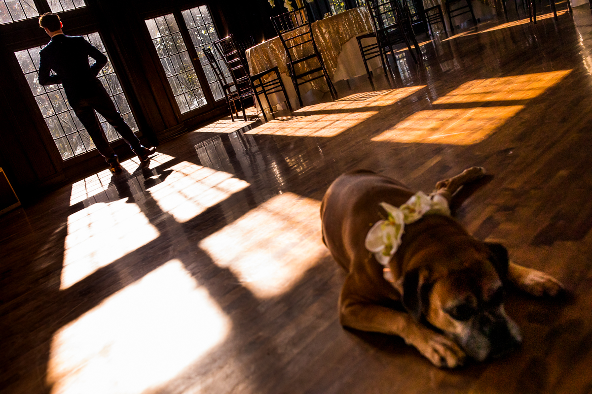 Unique perspective of the groom getting ready in the sunlight of the windows in the corner while the dog is in the forefront of the photograph laying on the floor