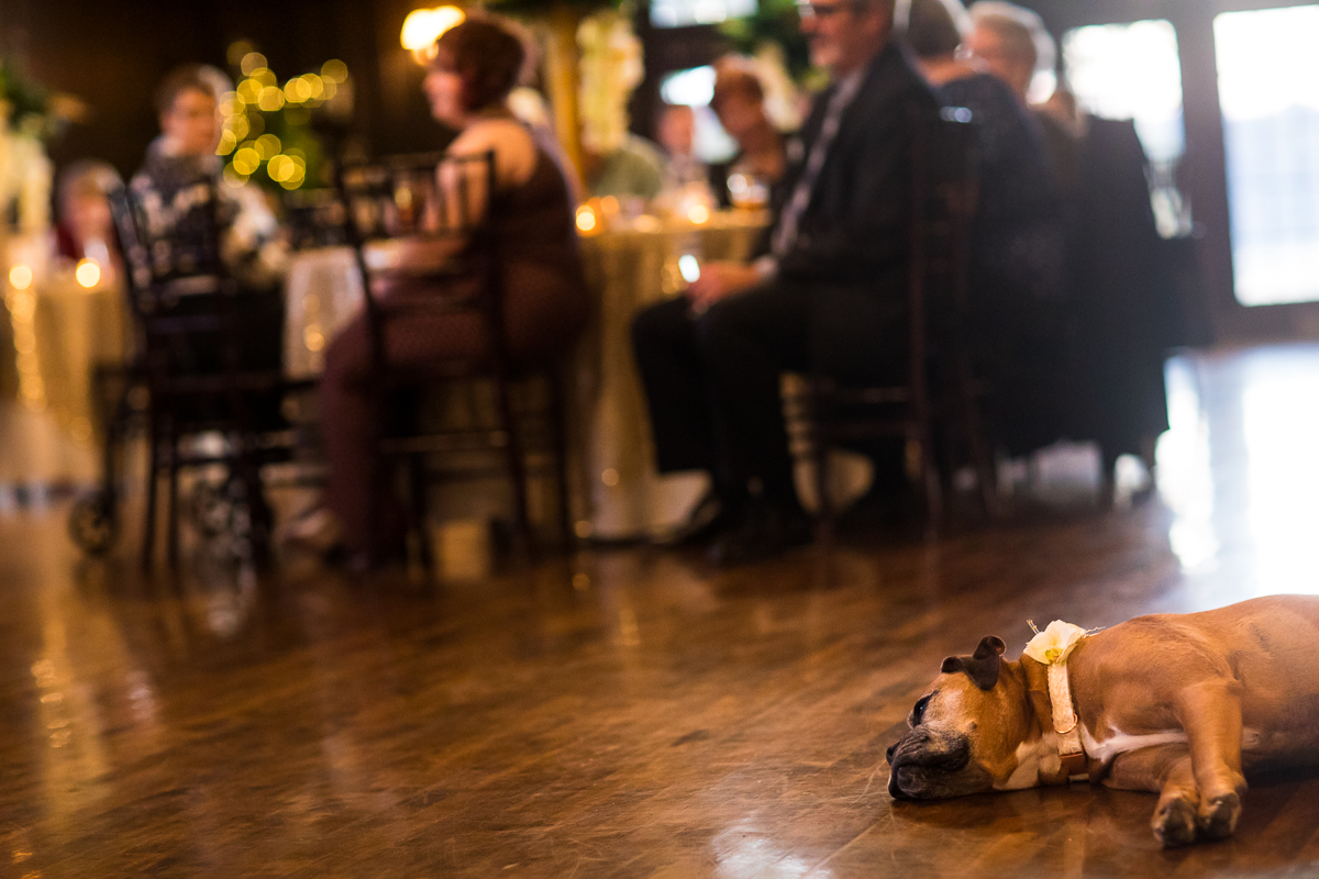 Image of the couple's dog laying down during the wedding reception