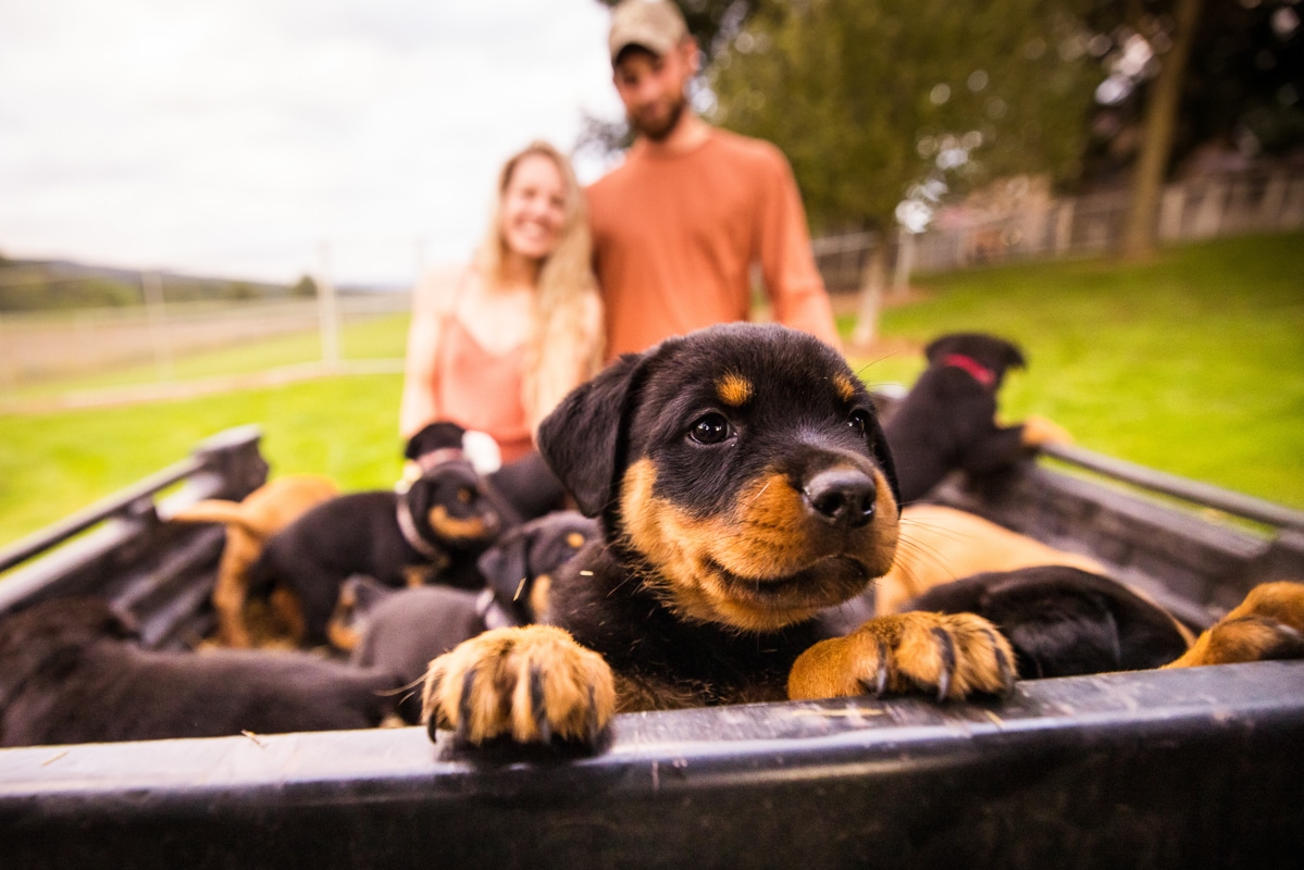 image of the puppies looking at the camera during this Dog Engagement Session