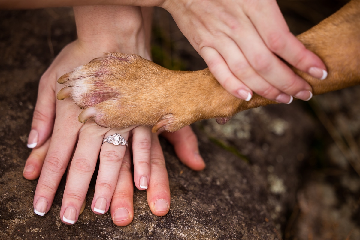 image of the couples hands on top of each other with the dogs paw showing off he engagement ring during this dog engagement session