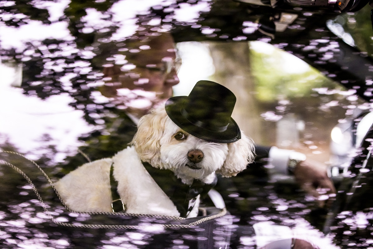 Unqiue, creative photo of the dog inside the car looking out through the window with his tux and top hat on for this Harrisburg civic club wedding