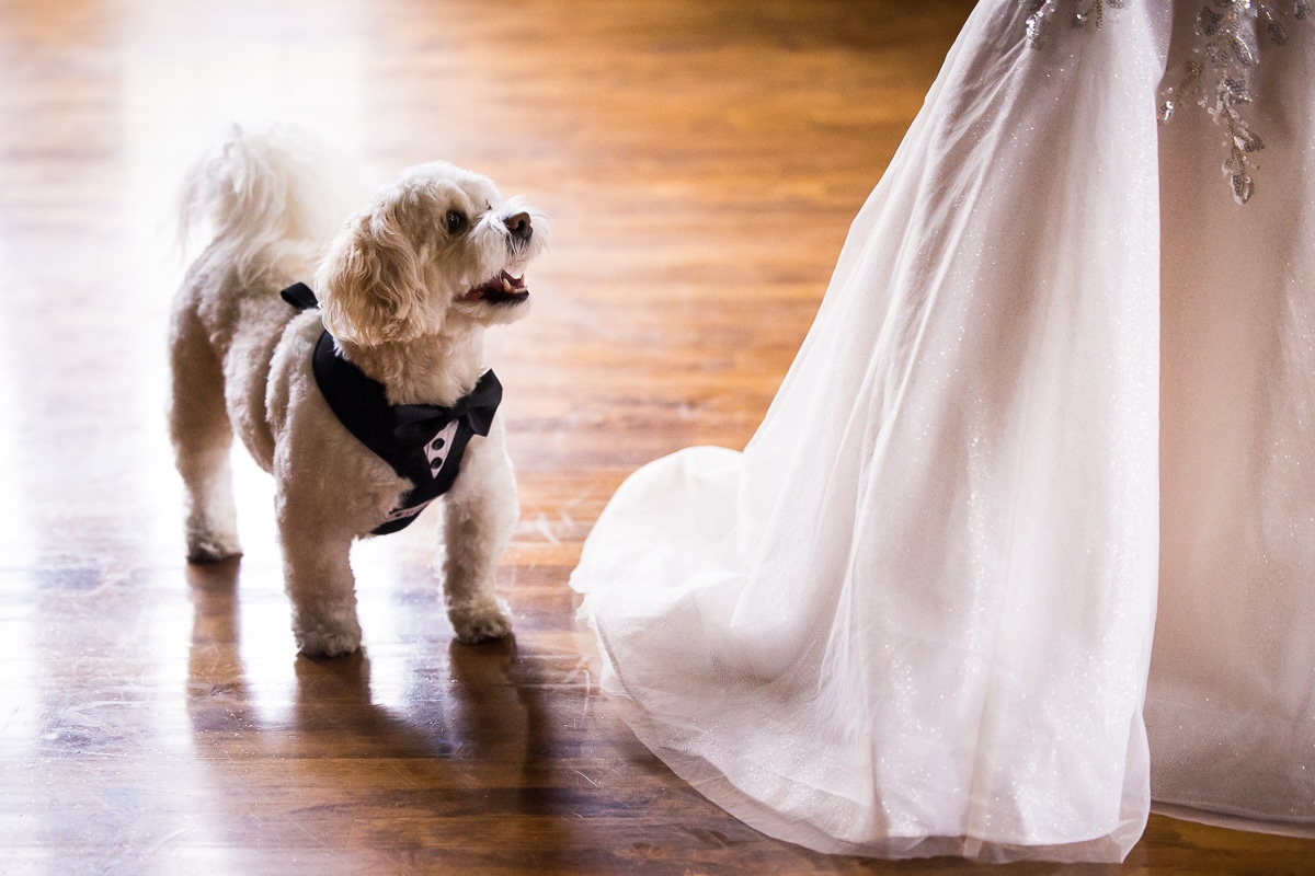 Image of the white dog looking up towards to bride during their civic club. of Harrisburg wedding, this photo was taken by Lisa Rhinehart a Harrisburg wedding photographer