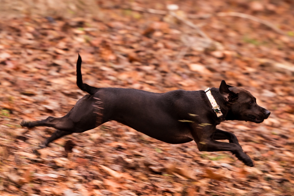 unique, creative motion blur image of the couple's dog running in the fall leaves during their outdoor engagement session in central pa 