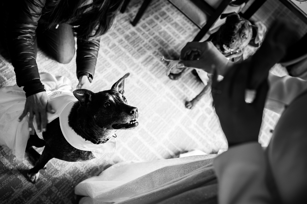Ritz Carlton Georgetown Wedding photographers, rhinehart photography, captures this black and white image of the couples dogs at the hotel getting ready with everyone and sitting waiting for treats to take photos before their wedding ceremony