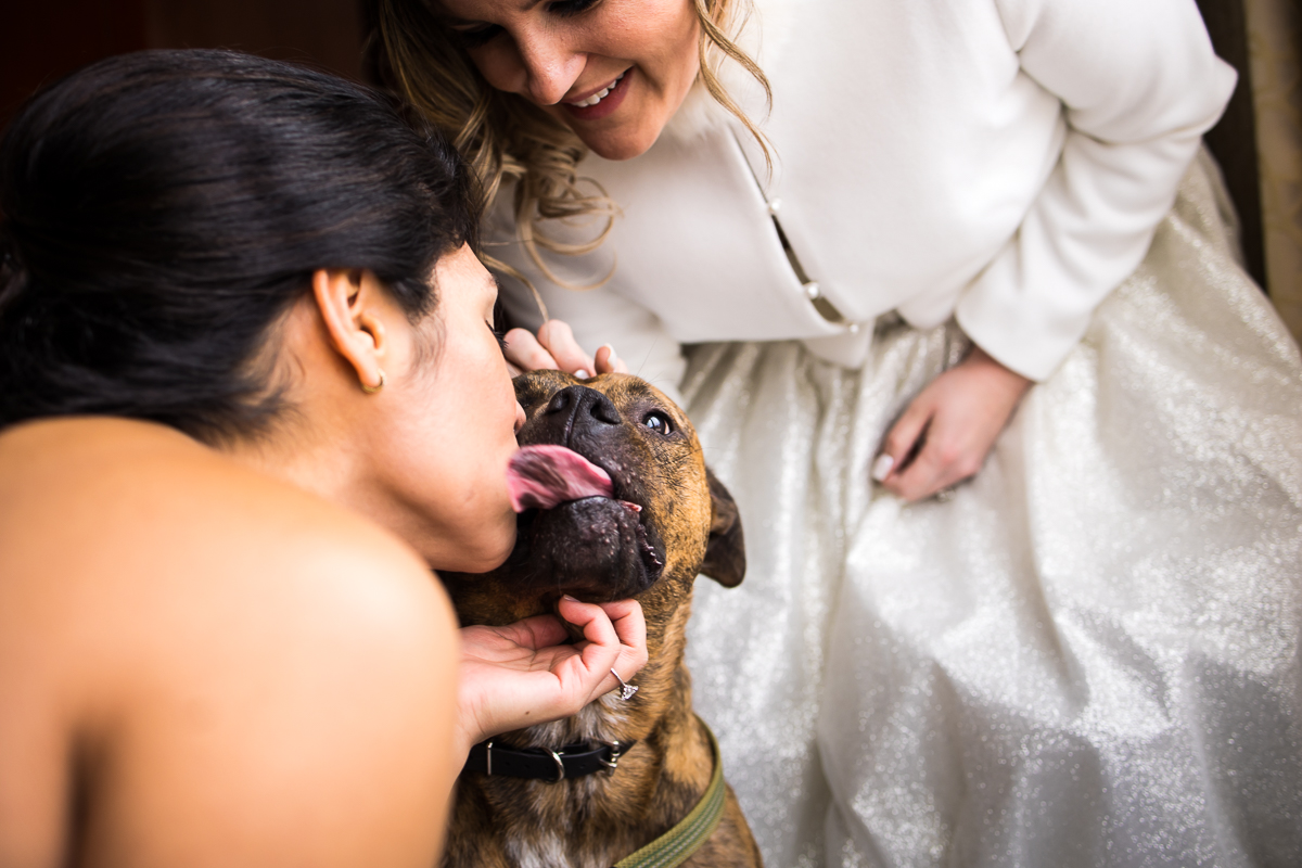 Unique, creative image of the bride petting her dog as someone else is leaning in for kisses from the dog during this ritz carlton wedding in Washington dc