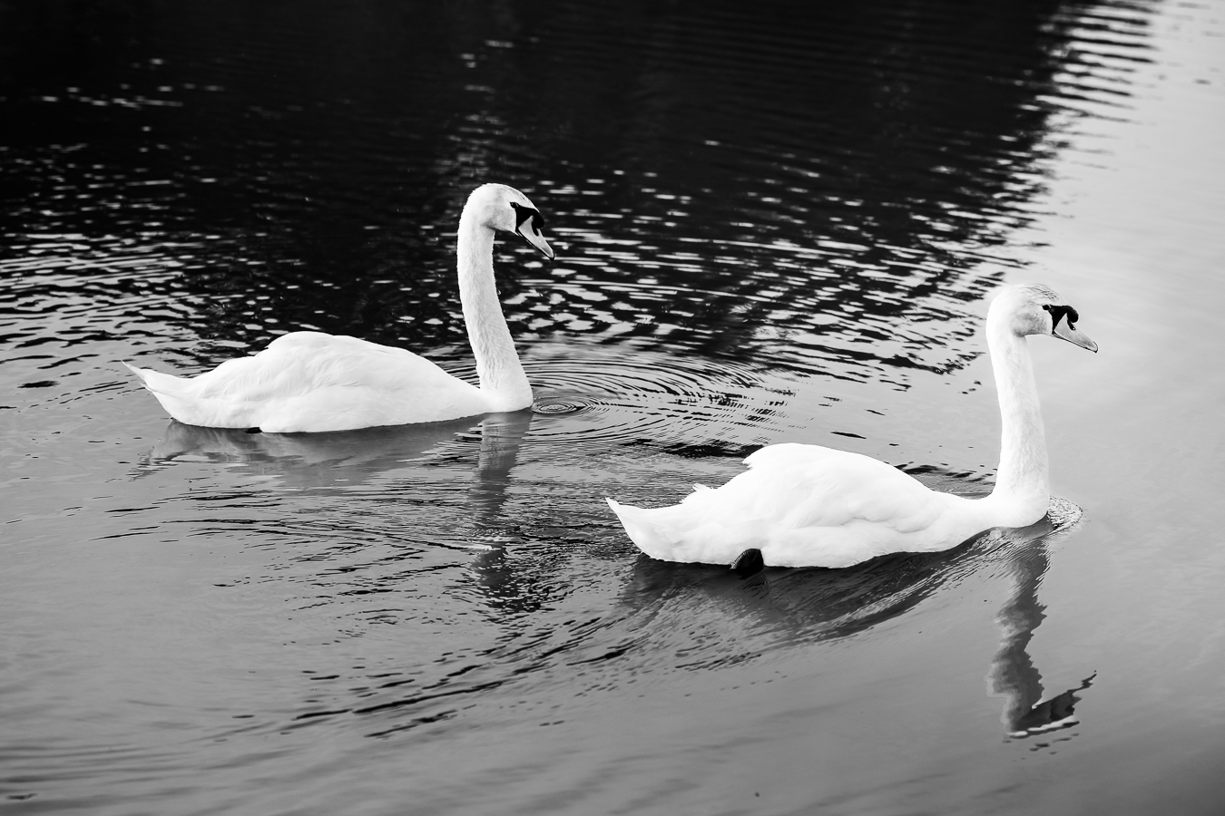 Black and white image of two white swans in a pond during this virginia wedding reception 