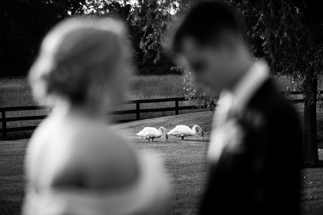 creative wedding photographer, lisa rhinehart, captures this black and white image of the bride and groom looking at one another with two swans standing in the field behind them at their viriginia wedding venue 