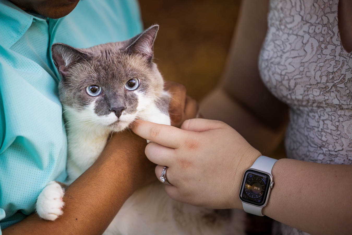 animal portrait photographer, lisa rhinehart, captures this image of the couples cat with vibrant blue eyes after their intimate wedding ceremony in spencerville Maryland 