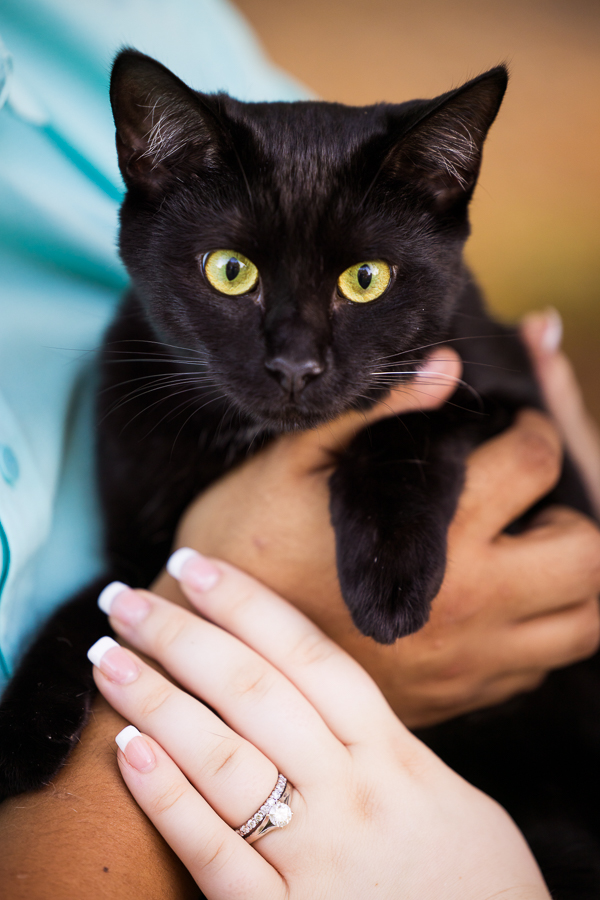 animal portrait photographer, lisa rhinehart, captures this image of the couple's black cat with yellow, green eyes after their intimate wedding ceremony at the cedar ridge community church 