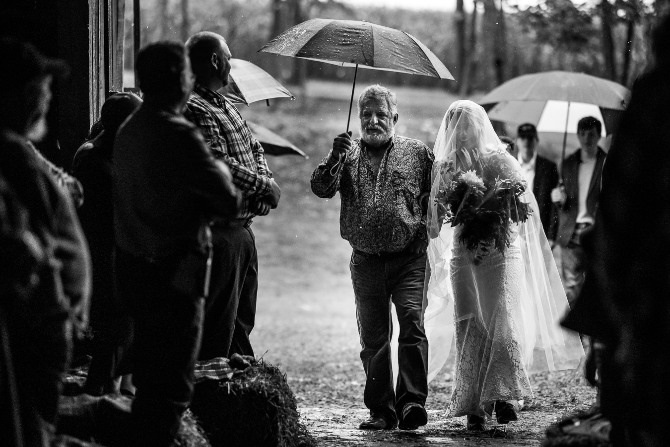 candid black and white image of the bride as she walks out of the rainy weather into the barn with her dad, who is holding an umbrella, as the guests stand and watch around her during this wild country wedding ceremony 