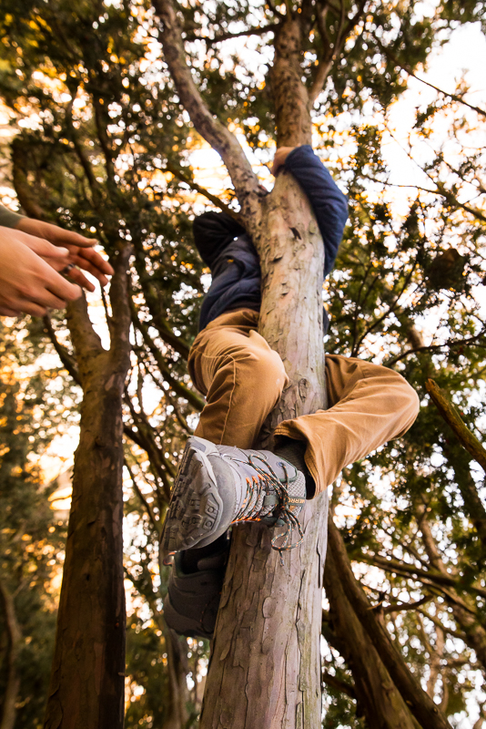 candid, fun moment of the boy as he climbs the tree during this outdoor fall family session at the wildlands conservancy in Lehigh Valley 