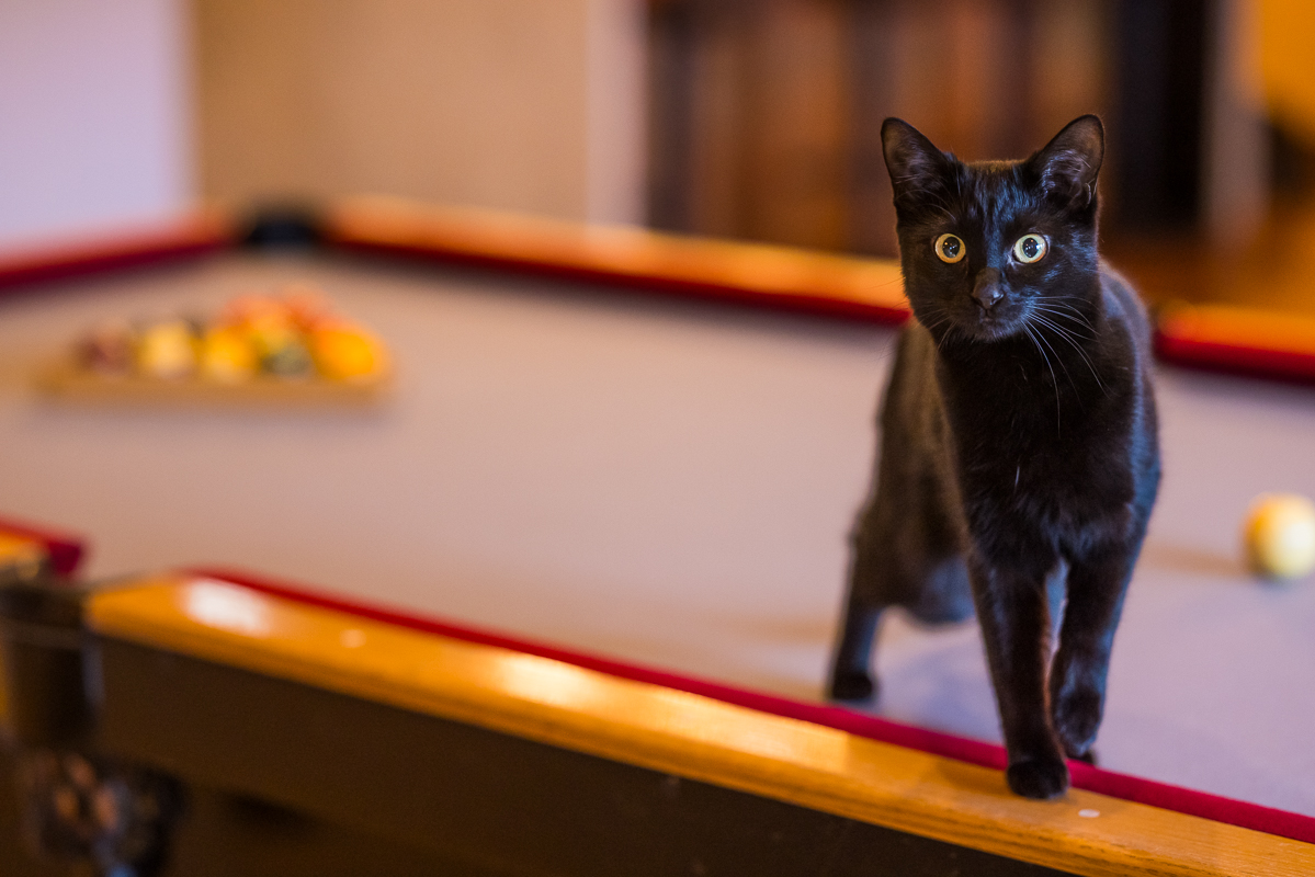 pa family lifestyle photographer, Lisa Rhinehart, captures this image of the couples black cat looking at the camera while standing on their pool table inside of their apartment building in York pa 